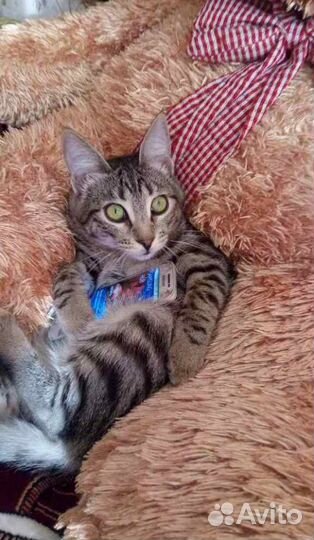 Мура - молодая красотка в добрые руки