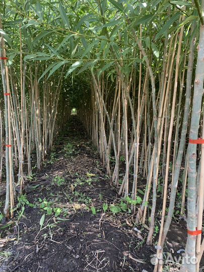 Ива Шаровидная