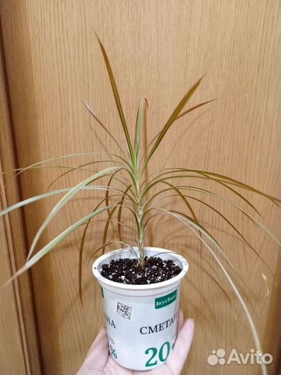 Аглаонема, Хамедорея, драцена