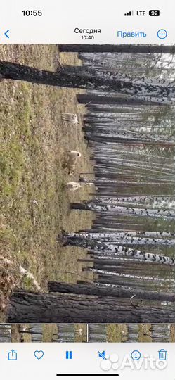 Собаки щенки