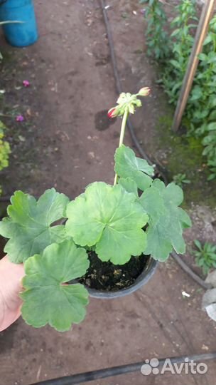 Пеларгония герань