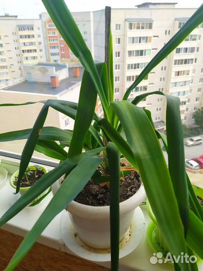 Комнатные растения