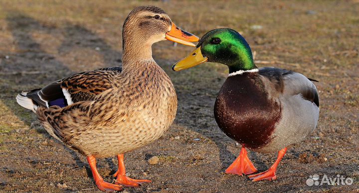 Селезень для подсадной