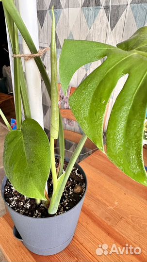 Монстера деликатесная делициоза
