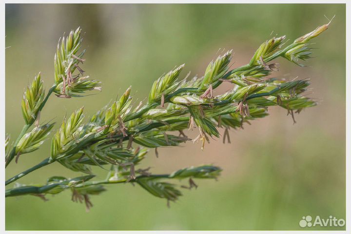 Фестулолиум, семена от производителя оптом