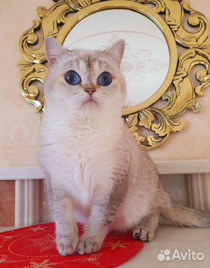 Кошка в дар