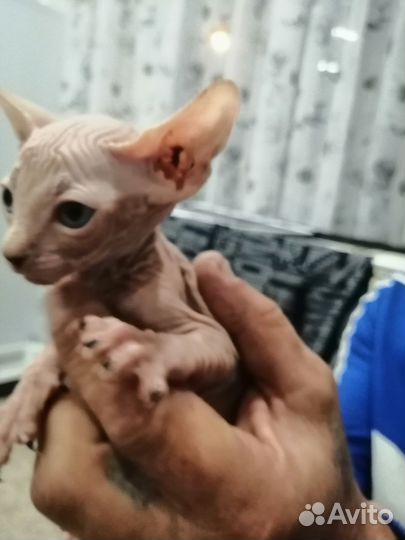 Канадский сфинкс