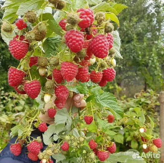 Саженцы ремонтантной малины