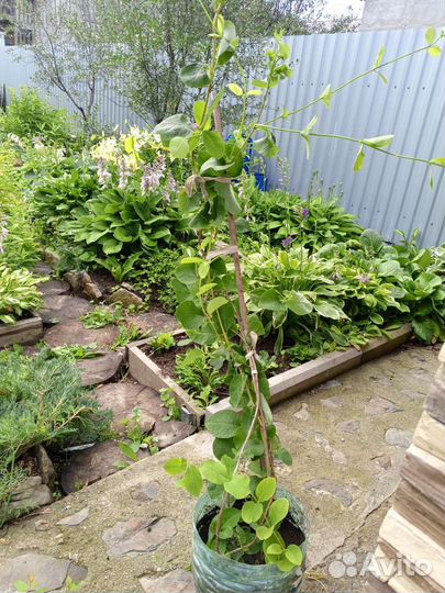 Жимолость каприфоль(лиана)