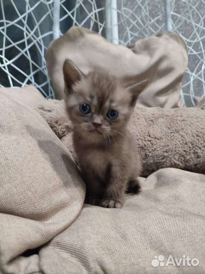 Британские котята