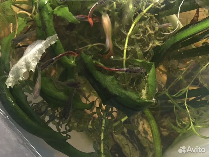 Мальки гуппи обыкновенные