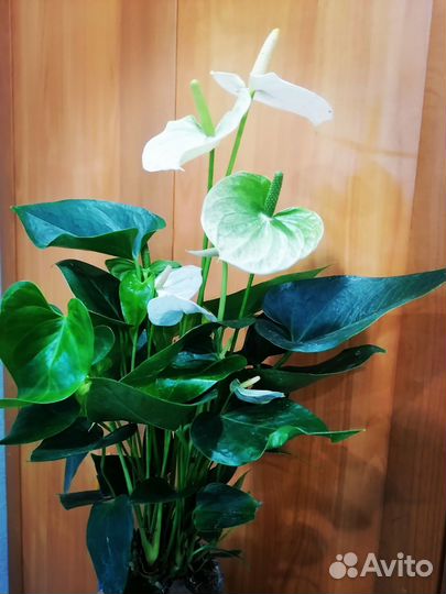 Антуриум Кокос