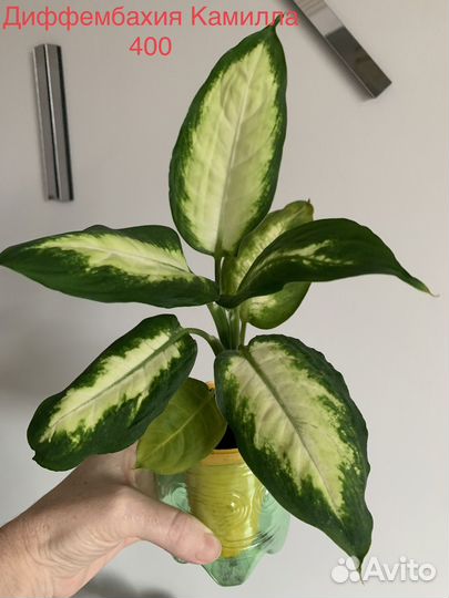 Диффенбахия, драцена и др