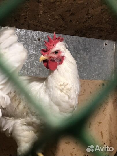 Петух Леггорн 2 шт