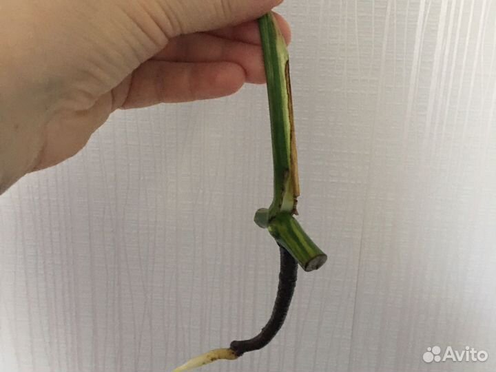 Монстера yellow желтая