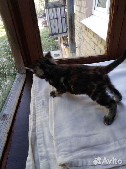 Девочка 3недели