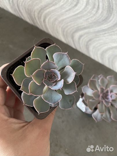 Суккулент эхеверия