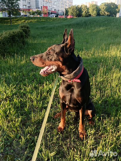 Услуги кинолога