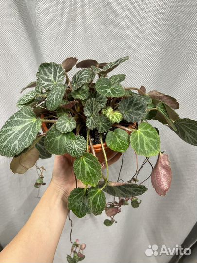 Комнатные цветы