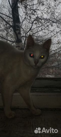 Кошечка и кот ищут добрые руки