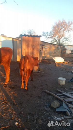 Корова дойная с теленком