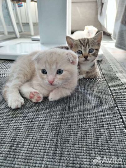 Шотландский котёнок