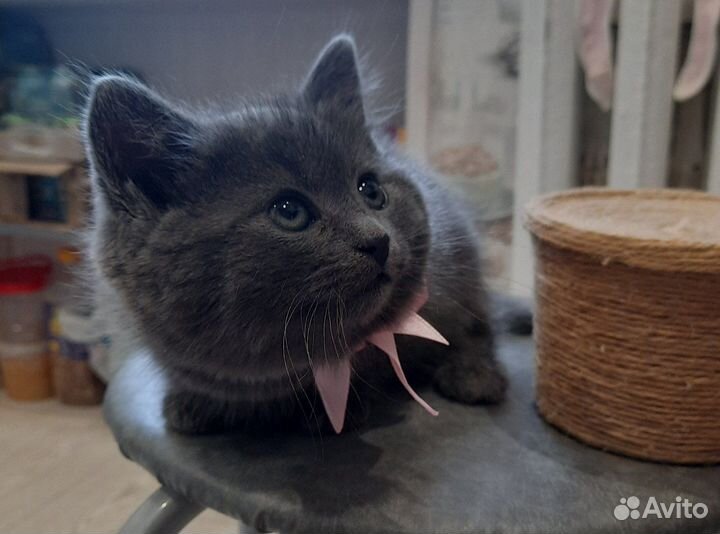 Котенок в добрые руки