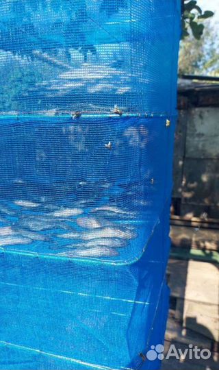 Сушилки для рыбы