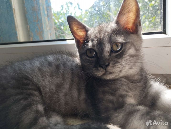 Кошечка