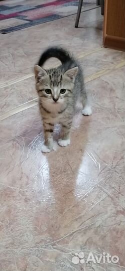 Котик 1.5 мес