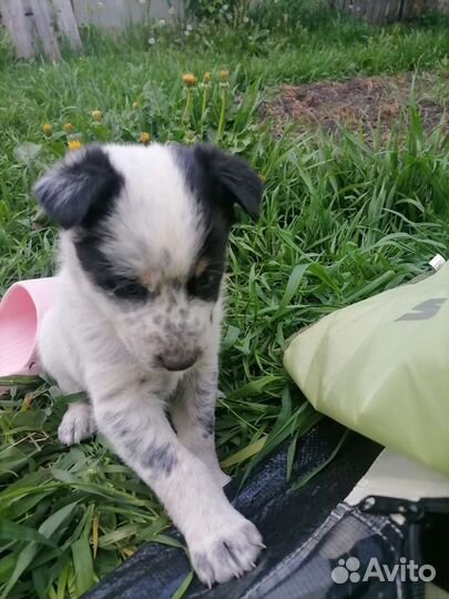 Щенки - охранники, отдам в добрые руки