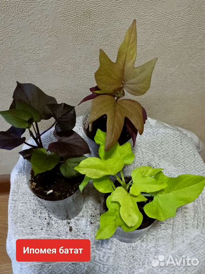 Ампельные растения для дома и сада