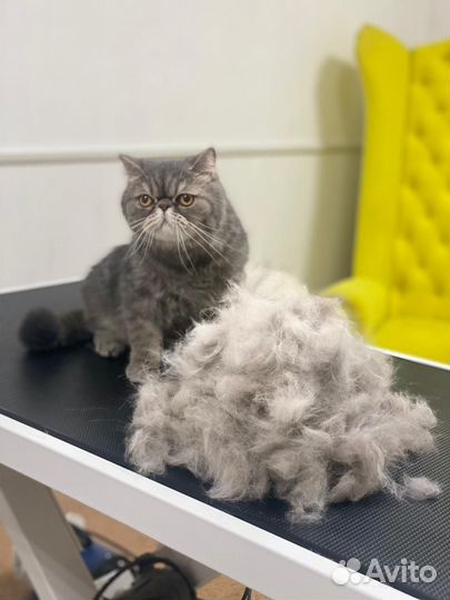 Уход за животными
