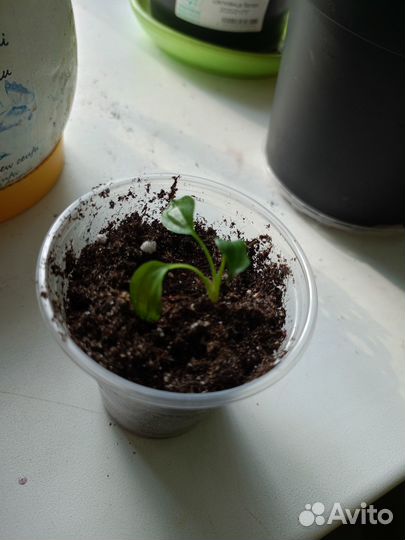 Спатифиллум