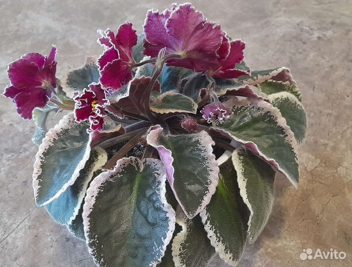 Фиалка цветущая в горшке