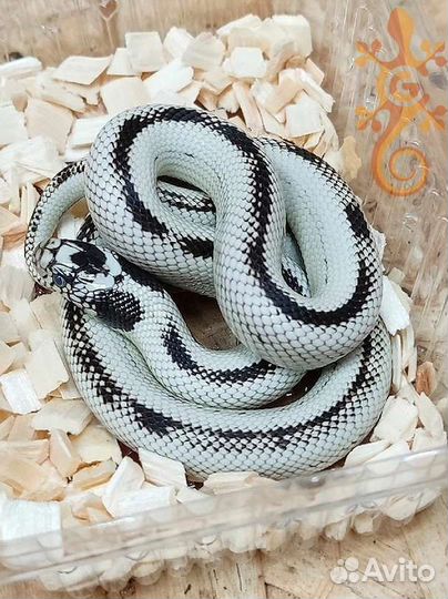 Королевские змеи (Lampropeltis)