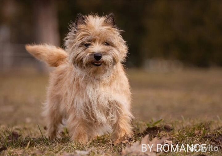 Рыжая девочка керн терьер Зои