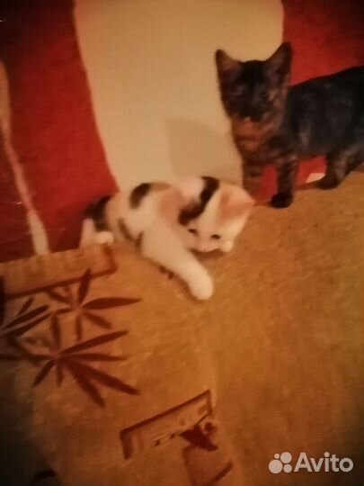 Кошки в добрые руки бесплатно