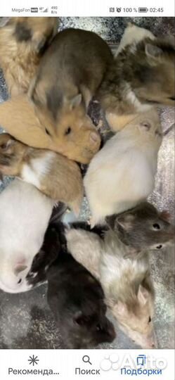 Джунгарский хомяк