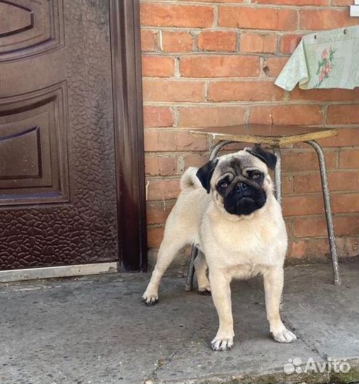 Мопс вязка мальчик