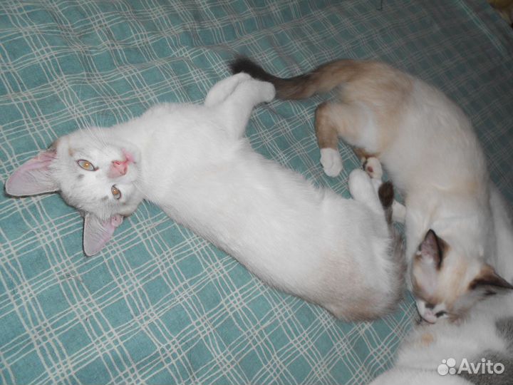 Котята в добрые руки даром