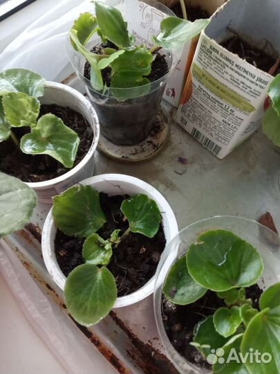 Бегония вечноцветущая