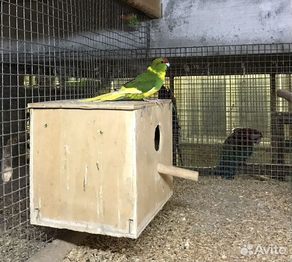 Попугаи Какарики птенцы