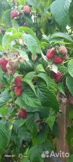 Саженцы малины