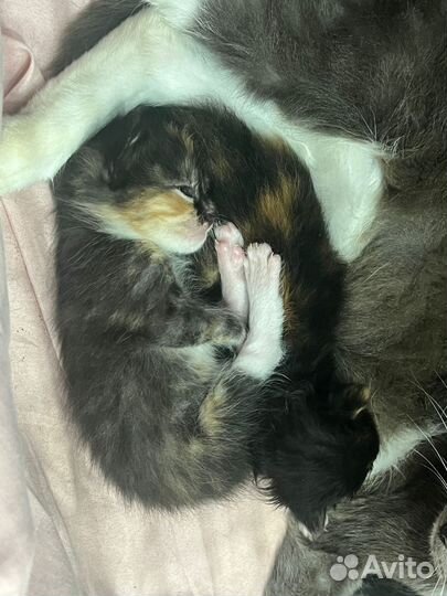 Котята в добрые руки бесплатно