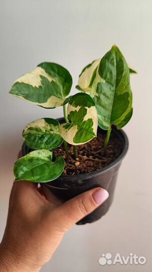 Эпипремнум энджой