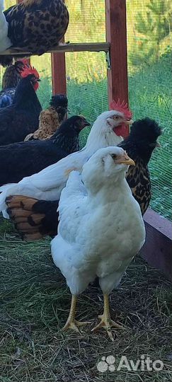 Петухи