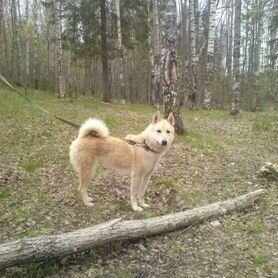 Отдам Западно сибирскую лайку