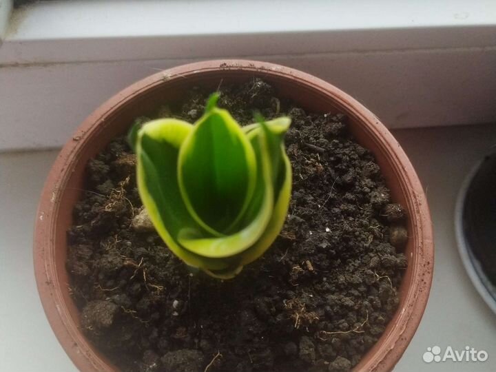 Сансевиерия