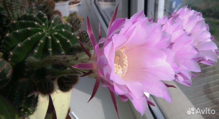 Декабрист,алоэ,каланхоэ,кактусы,гиппеаструм и др